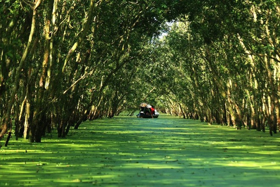Ghé An Giang mùa nước nổi đẹp mê hồn, thưởng thức món gà đốt trứ danh - 12 Rừng Tràm Trà Sư đẹp ngút ngàn