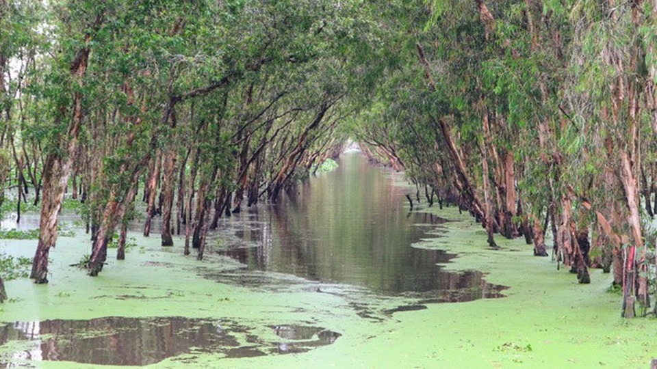 Ghé An Giang mùa nước nổi đẹp mê hồn, thưởng thức món gà đốt trứ danh - 13 Du khách sẽ tham quan rừng tràm bằng ghe, xuồng máy