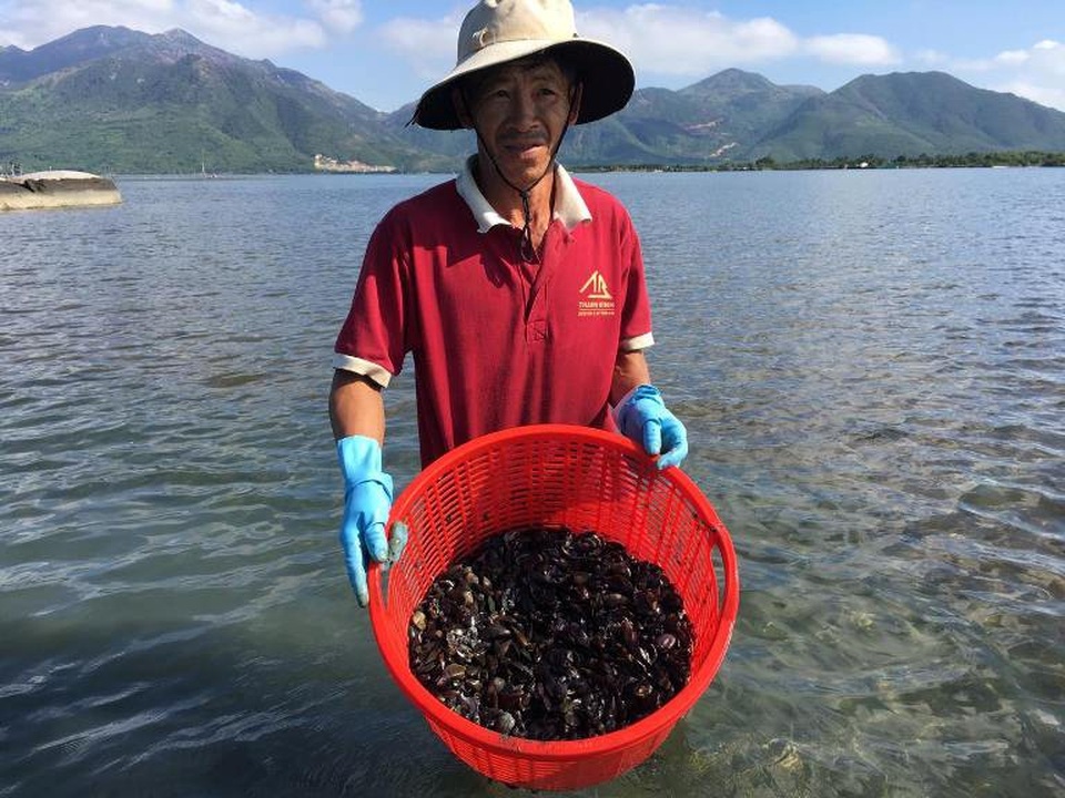 Săn đặc sản vẹm trên biển, ngư dân thu tiền triệu/ngày - 2 Người dân địa phương chờ nước rút xuống rồi mới nhặt con vẹm để xuất bán lại cho các cơ sở nuôi tôm