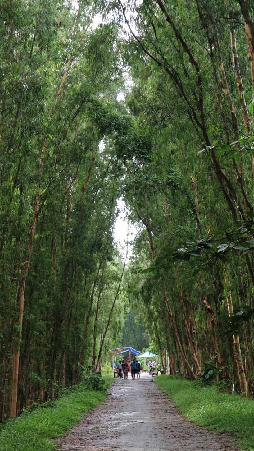 Ghé An Giang mùa nước nổi đẹp mê hồn, thưởng thức món gà đốt trứ danh - 2 Rừng tràm giữa tiết trời thu xanh mát