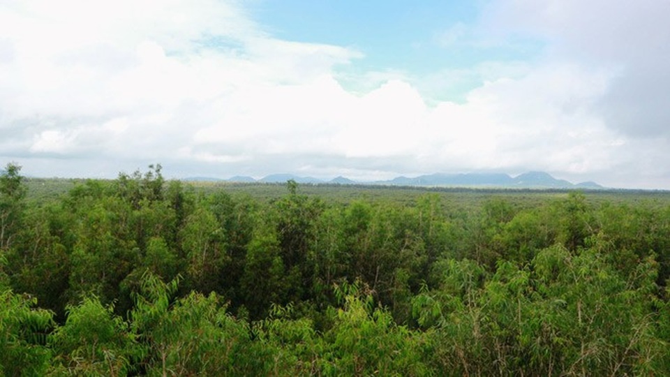 Ghé An Giang mùa nước nổi đẹp mê hồn, thưởng thức món gà đốt trứ danh - 14 Toàn cảnh rừng tràm từ tầm nhìn trên đỉnh đài quan sát