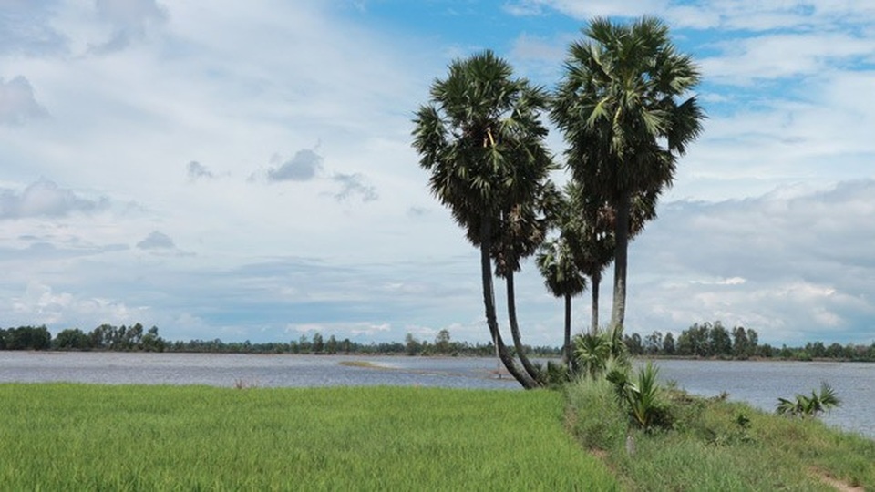 Ghé An Giang mùa nước nổi đẹp mê hồn, thưởng thức món gà đốt trứ danh - 16 Tụm 5 cây thốt nốt tạo nên hình dáng giống trái tim ở góc nhìn này