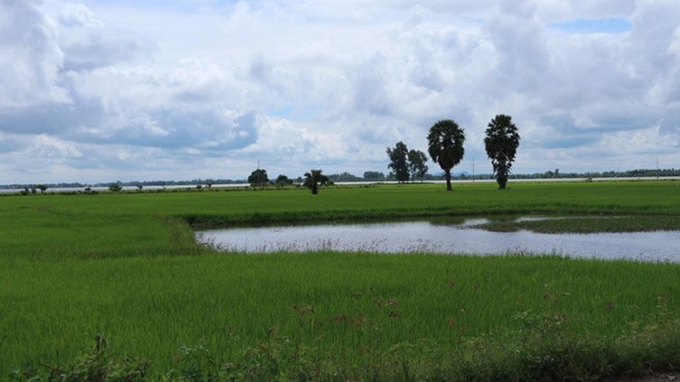 Ghé An Giang mùa nước nổi đẹp mê hồn, thưởng thức món gà đốt trứ danh - 18 Những cây thốt nốt đã góp phần không nhỏ tạo nên những hỉnh ảnh đẹp này