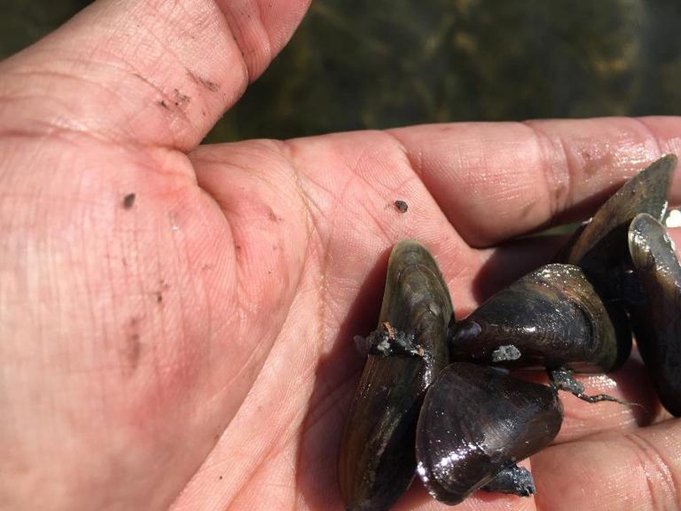 Săn đặc sản vẹm trên biển, ngư dân thu tiền triệu/ngày - 3 Săn đặc sản vẹm trên biển, ngư dân thu tiền triệu/ngày - 3