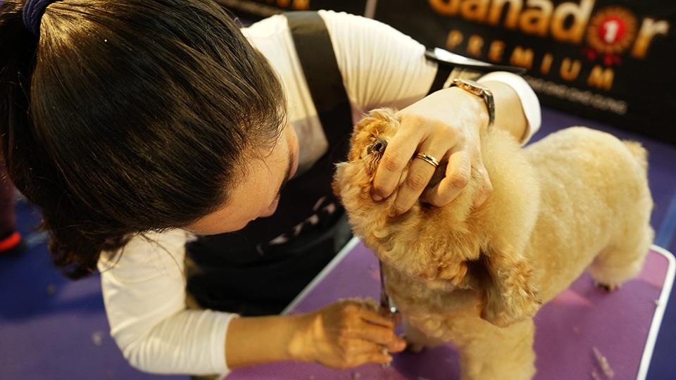 Giữ cho cún cưng đứng yên đòi hỏi phải có người chăm sóc phải có chuyên môn