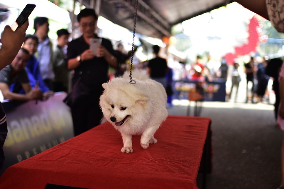 Lễ hội là nơi những người yêu thú cưng có dịp giao lưu, học hỏi kinh nghiệm cũng như là cho các bé thi thố tài năng
