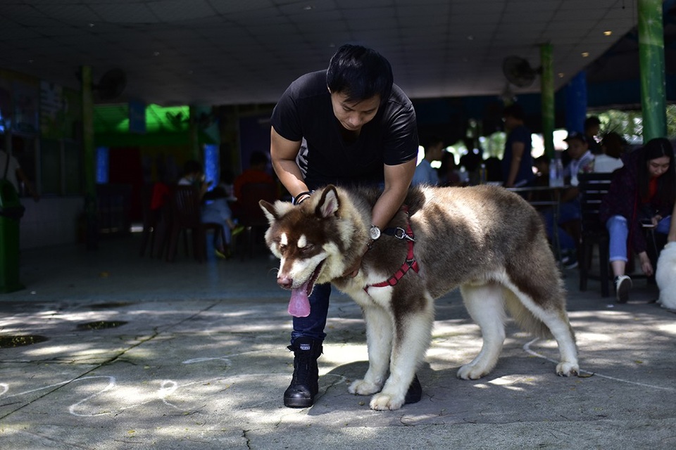 Lễ hội cún cưng Sài Gòn 2018, sự kiện dành riêng cho những người yêu động vật trên địa bàn TP HCM, diễn ra trong 2 ngày 27 và 28-10 tại Công viên Văn hóa Đầm Sen với nhiều hoạt động mới lạ, độc đáo.