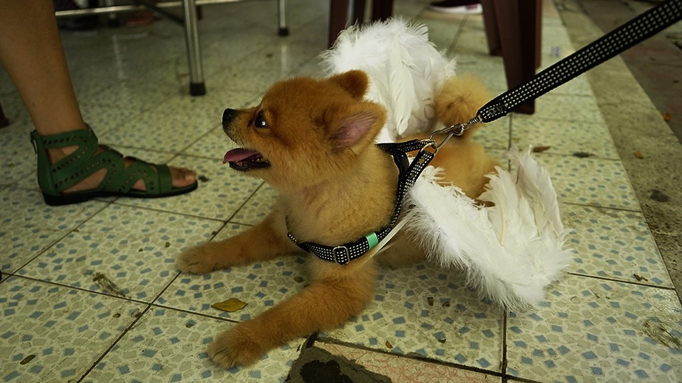 Cùng với đó, style thời trang của những chú cún cưng cũng được chăm chút khá ấn tượng.