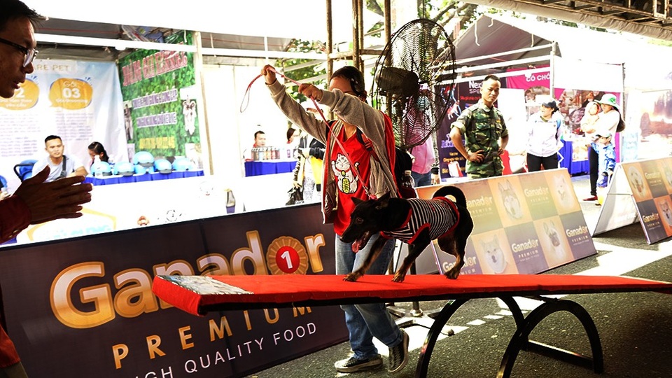 Cuộc thi Saigon & South East Asian Championship Dog Show 2018 với những giám khảo đến từ nhiều quốc gia sẽ chọn ra những chú cún đẹp nhất của từng lứa tuổi, từng giống chó (BOB), từng nhóm chó (BOG) và chú cún đẹp nhất hội thi (BIS).