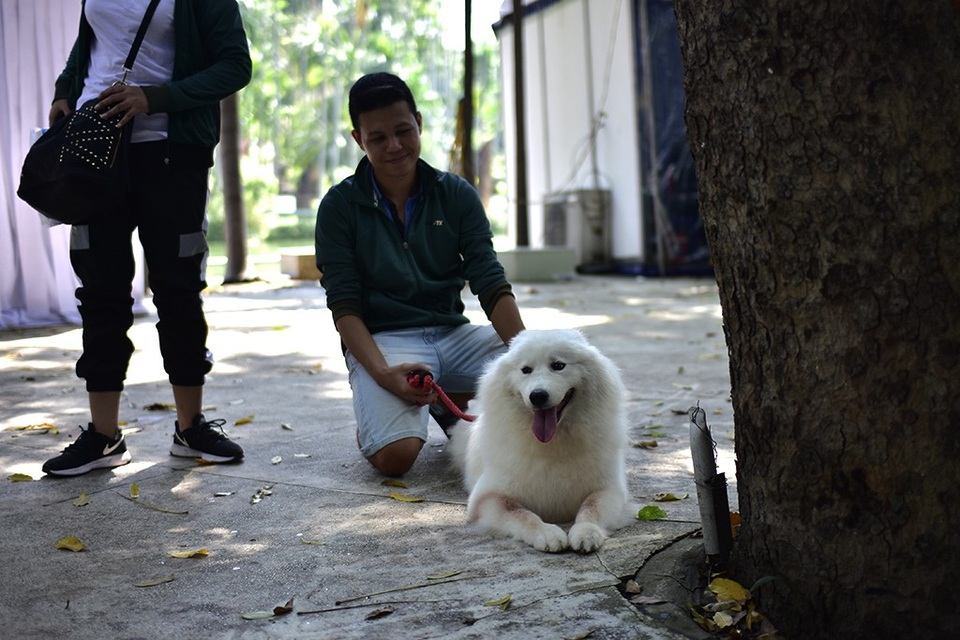 Giống chó Sammoyed có nguồn gốc từ vùng Siberia, được những người thợ săn và đánh cá nuôi. Hàng thế kỷ chúng được sử dụng để kéo xe trượt tuyết. Vào năm 1889 nhà thám hiểm Robert Scott đã mang vài con về Anh, từ đó chúng được nhân lên và phổ biến ra toàn thế giới. Trang nhã và lanh lợi, giống chó này ngày nay trở nên một trong những giống chó mốt nhất của những người yêu chó.
