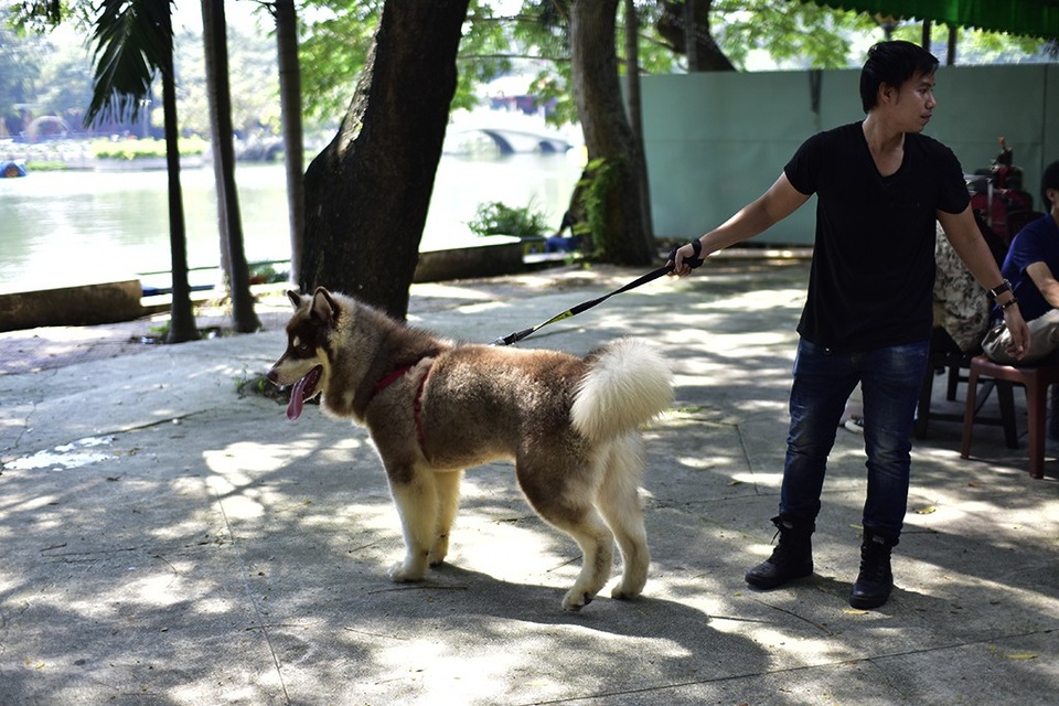 Anh Phạm Quang Dũng, ngụ quận 8 khá vất vả với với chú Alaska hiếu động với thể hình khá to khỏe