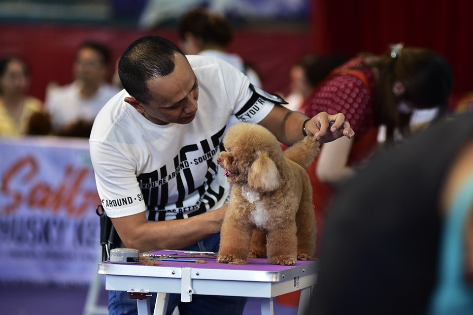 Cuộc thi chăm sóc cún cưng cũng khá hấp dẫn và căng thẳng