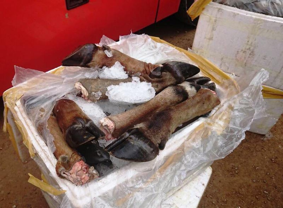 Hơn 5 tạ sản phẩm chân trâu, bò đã bốc mùi hôi thối.