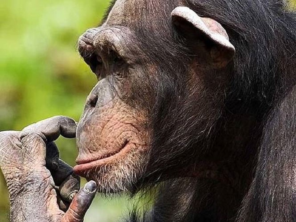 Sự giống nhau đáng ngạc nhiên giữa tinh tinh và người - 1
Tinh tinh giao tiếp với nhau theo những cách tương tự như con người. Chúng có thể giao tiếp bằng giọng điệu (tiếng cười), cử chỉ và nét mặt.