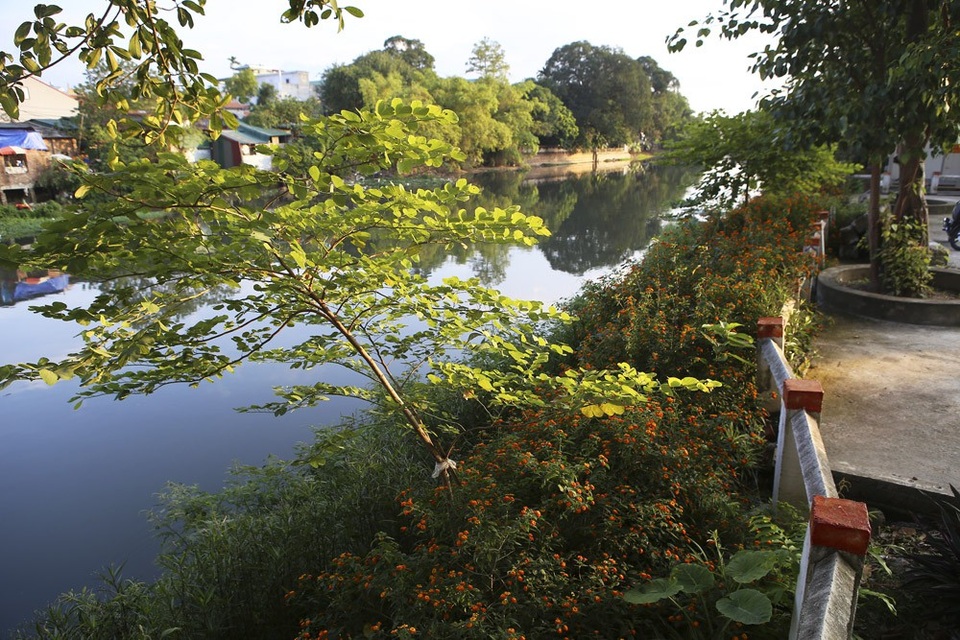 
Sông Nhuệ đoạn chảy qua xã Hữu Hòa (huyện Thanh Trì, Hà Nội) nước đen ngòm vì ô nhiễm nặng, thời gian gần đây con đường liên xã ven sông được trồng rất nhiều hoa ngũ sắc và dạ yến thảo bên hữu ngạn.

