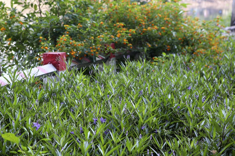 
Nhiều đoạn đường, 2 loại hoa đan xen màu sắc khiến cảnh quan con sông phần nào được thay đổi.
