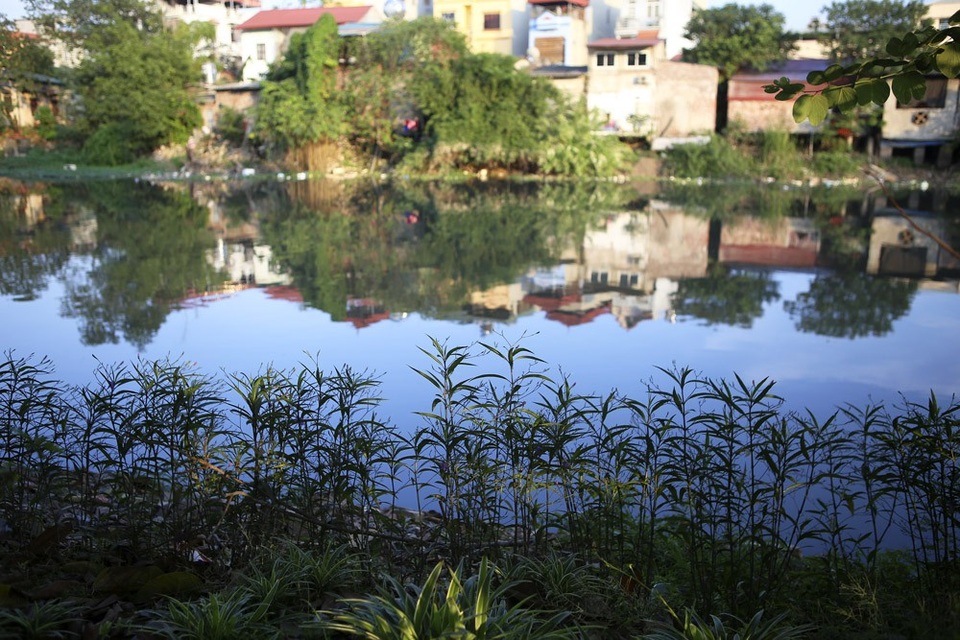 Hàng hoa tím dạ yến thảo trồng ngay ngắn ven bờ hữu ngạn.