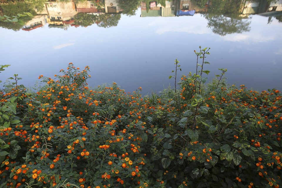 Đám hoa ngũ sắc nở dày đặc ven bờ sông nước đen ngòm ô nhiễm.