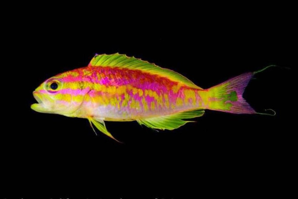 Phát hiện loài cá hoàn toàn mới tại Đại Tây Dương - 1 Loài cá san hô mới được phát hiện nằm ở khu vực thiếu ánh sáng khiến các nhà nghiên cứu sinh vật học vô cùng ngạc nhiên.