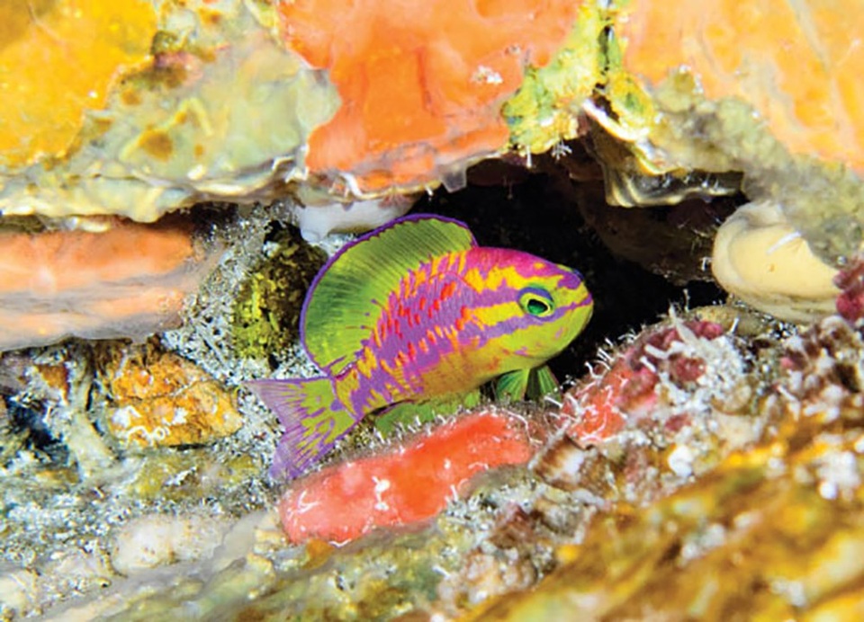 Phát hiện loài cá hoàn toàn mới tại Đại Tây Dương - 2 Với màu sắc đặc biệt, các nhà nghiên cứu sinh vật biển cho rằng đây không phải là loài cá duy nhất ở vùng biển tối có màu sắc đặc biệt.