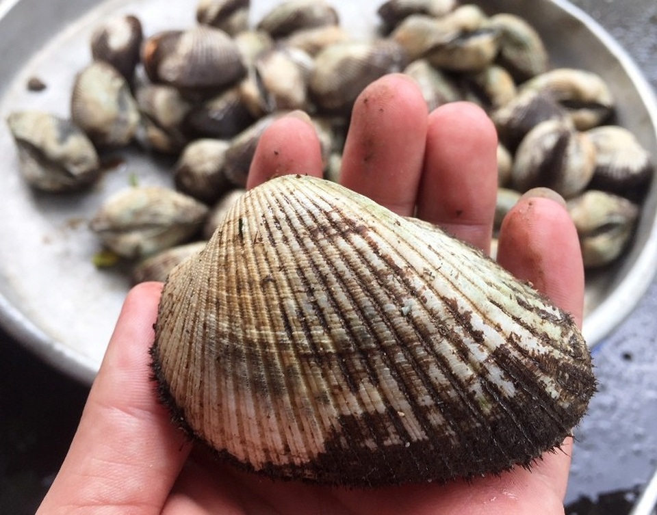 Sò huyết “khổng lồ” bán ở vỉa hè, một con bằng 1 tô phở - 4 Sò lông “khủng” loại 8 – 10 con/kg cũng được bán ở vỉa hè với giá 150.000 đồng/kg
