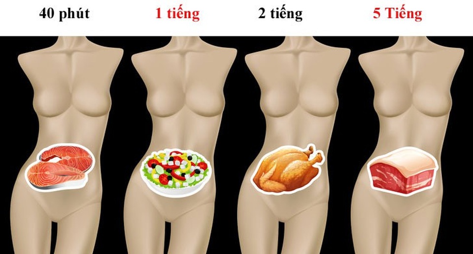 Mất bao lâu để tiêu hóa hết thực phẩm nạp vào cơ thể? - 1 Mất bao lâu để tiêu hóa hết thực phẩm nạp vào cơ thể? - 1