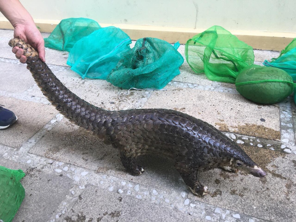 Phá đường dây mua bán động vật hoang dã quý hiếm liên tỉnh - 1 Một trong 5 cá thể tê tê Java quý hiếm phát hiện trên xe. (Ảnh: Công an Quảng Nam)