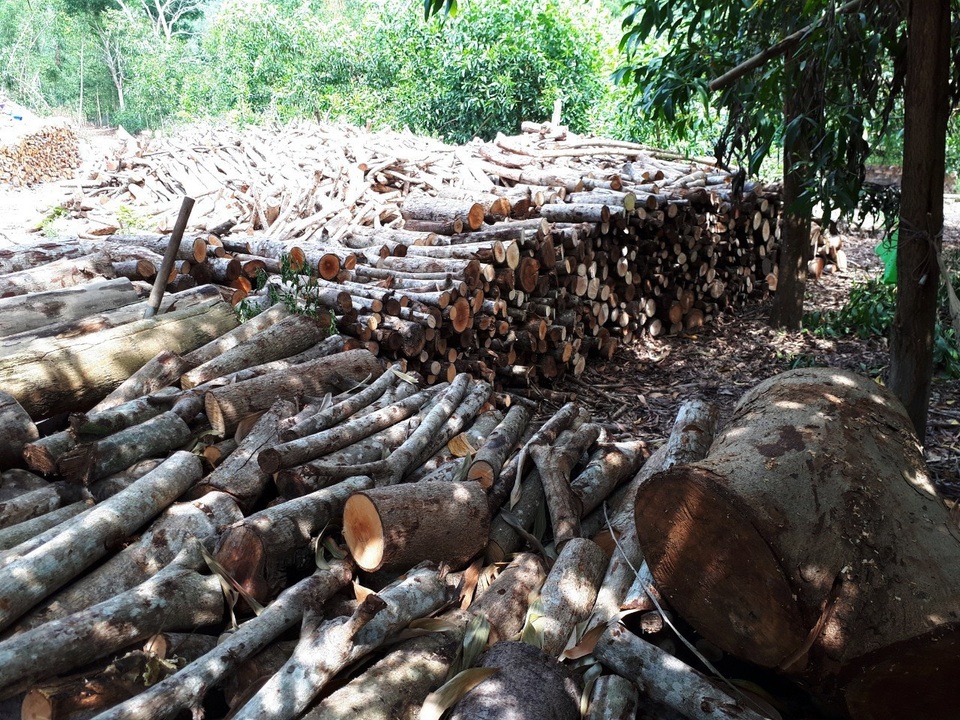 Đam mê rừng trồng, nông dân trẻ thu về tiền tỷ mỗi năm - 2 Cây ngã đổ do bão được anh cắt gọn để đưa vào lò đốt than