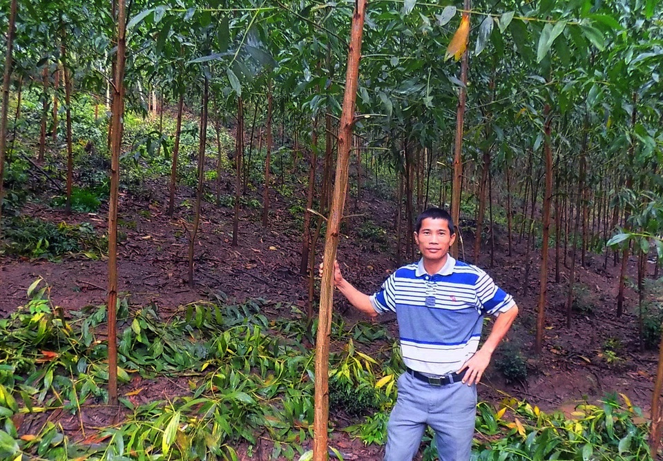 Đam mê rừng trồng, nông dân trẻ thu về tiền tỷ mỗi năm - 1 Sau 15 năm cần mẫn, anh Điện đã xây dựng được cơ ngơi 200 ha rừng trồng