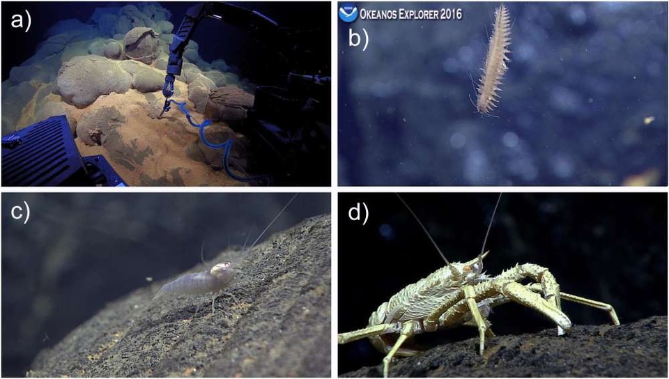 Hệ sinh thái hình thành bên cạnh các miệng thông thuỷ nhiệt đặc biệt.