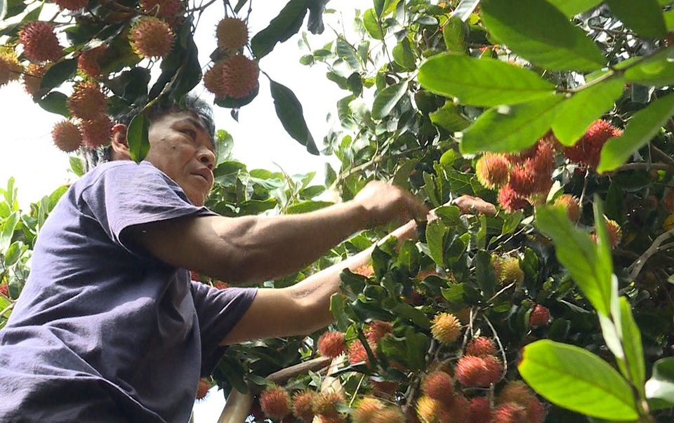 Trồng chôm chôm nghịch mùa, nông dân phấn khởi vì giá cao - 1 Người dân thu hoạch chôm chôm