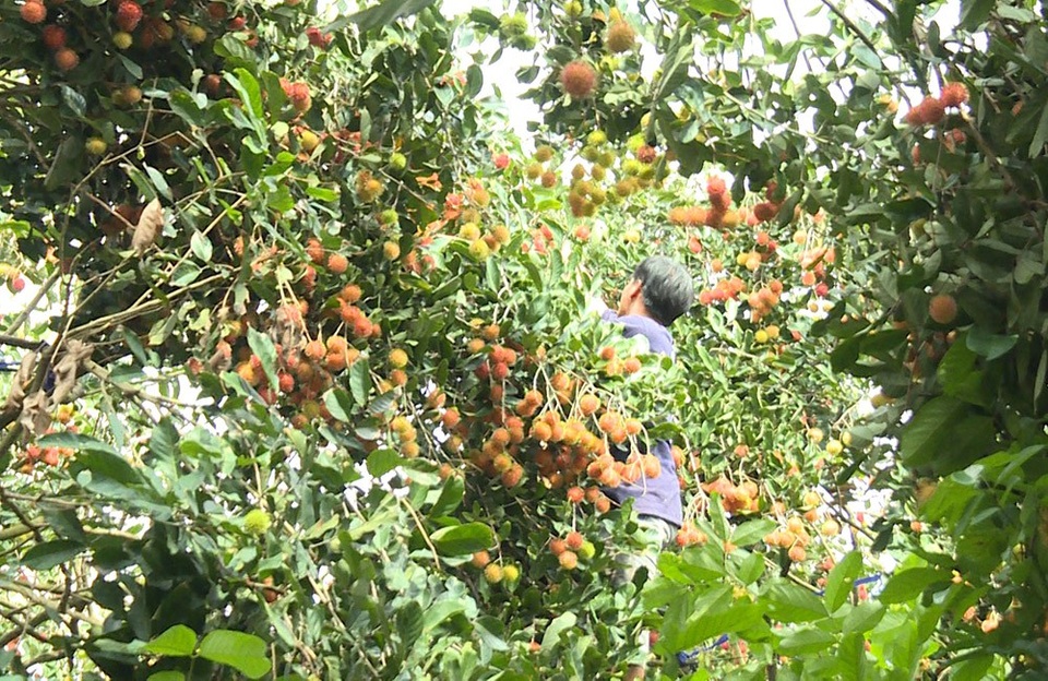 Trồng chôm chôm nghịch mùa, nông dân phấn khởi vì giá cao - 3 Vườn chôm chôm trĩu quả của người dân
