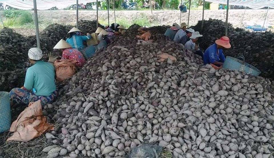 
Khoai lang đã có trong danh sách mặt hàng nông sản xuất khẩu sang Trung Quốc của tỉnh Vĩnh Long
