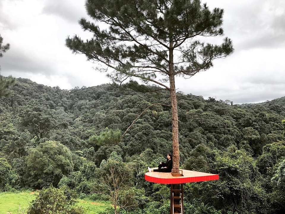 Khác với “cây thông cô đơn” nổi tiếng ở đồi sứ Thiên Phúc, Hồ suối Vàng (Đà Lạt), cây thông trái tim có các bậc thang để bạn trèo lên check-in. Ảnh: @lethy