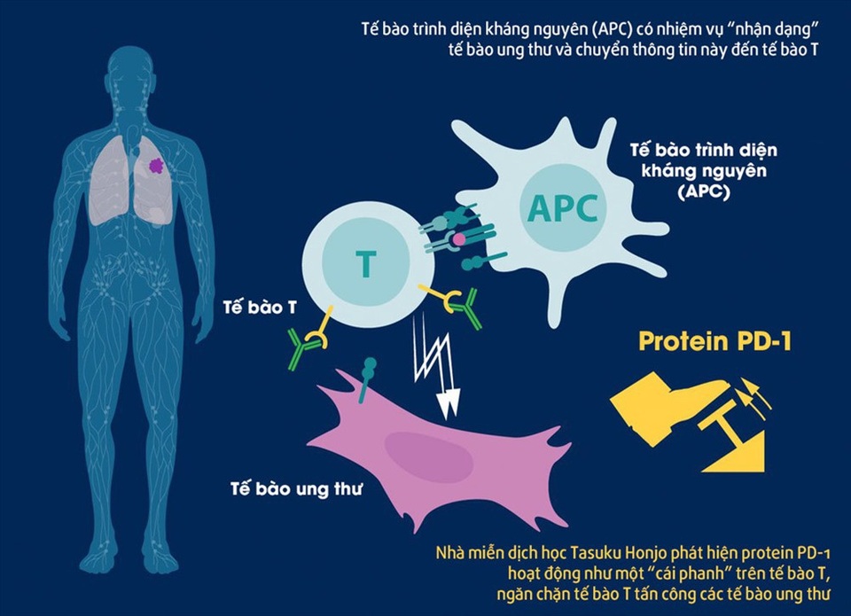 Từ giải Nobel Y học 2018, con đường nào cho bệnh nhân ung thư Việt Nam? - 1 Cơ chế hoạt động của protein PD-1 trong việc điều trị ung thư, phát hiện của ông Honjo. Ảnh: Twitter/Nobel Prize.