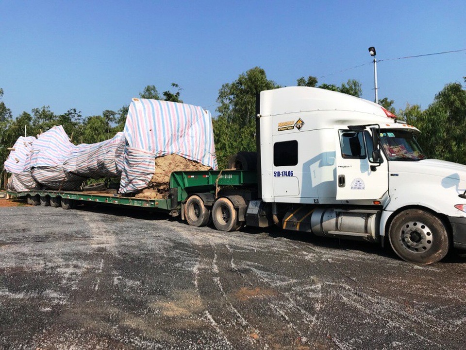 CSGT tiếp tục bắt giữ xe chở cây “quái thú” - 3 Chiếc xe tải vi phạm cùng tang vật hiện đã được chuyển giao cho lực lượng kiểm lâm xử lý theo thẩm quyền.