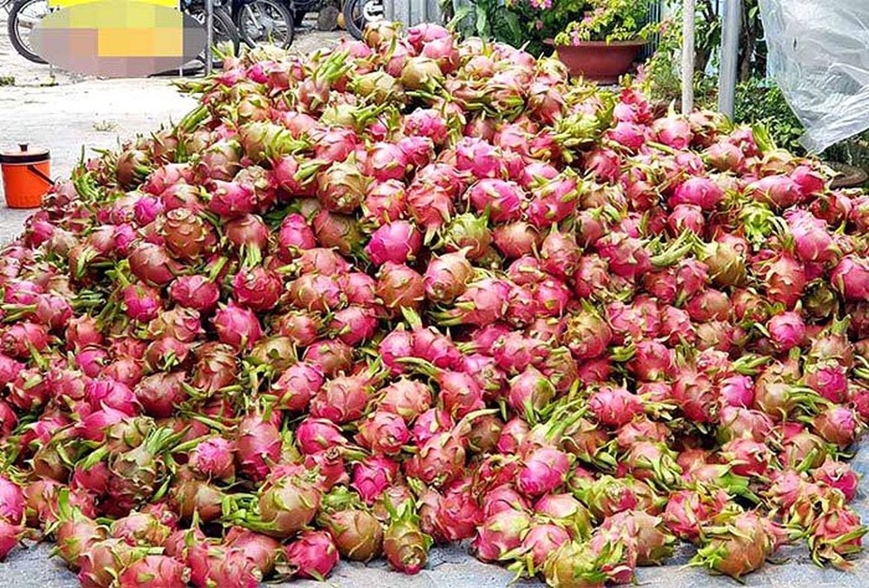 Trung Quốc quyết định đột ngột, vạn nông dân Việt khóc ròng - 1
Thanh long bế tắc đầu ra, giá giảm mạnh ở nhiều tỉnh thành