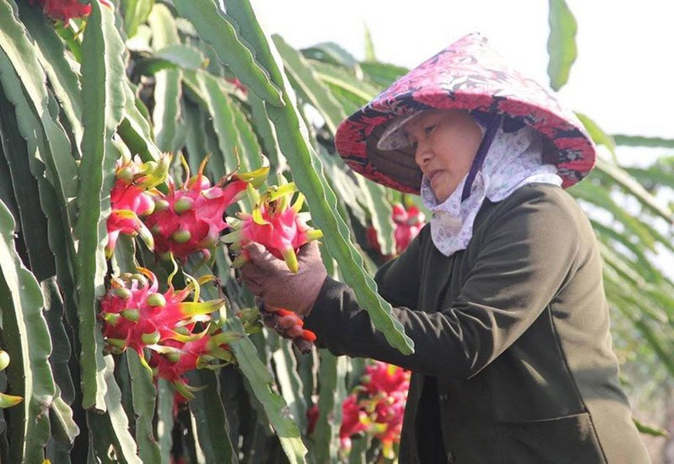 Trung Quốc quyết định đột ngột, vạn nông dân Việt khóc ròng - 2
Nhiều nhà vườn trồng thanh long khóc ròng vì đến đợt thu hoạch mà thương lái không tới mua