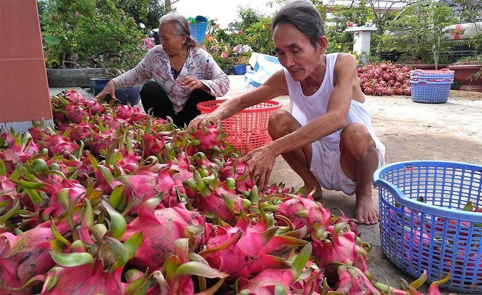 Trung Quốc quyết định đột ngột, vạn nông dân Việt khóc ròng - 3 Trung Quốc quyết định đột ngột, vạn nông dân Việt khóc ròng - 3