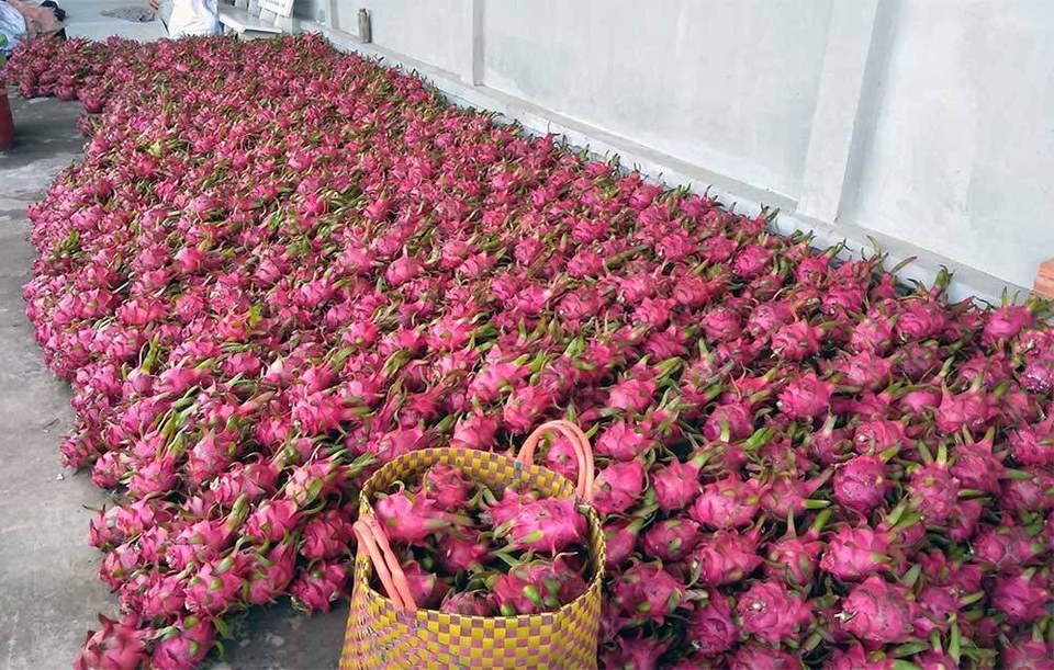 Trung Quốc quyết định đột ngột, vạn nông dân Việt khóc ròng - 5
Nông dân Bình Thuận ngao ngán bên thanh long ế tấp đống.