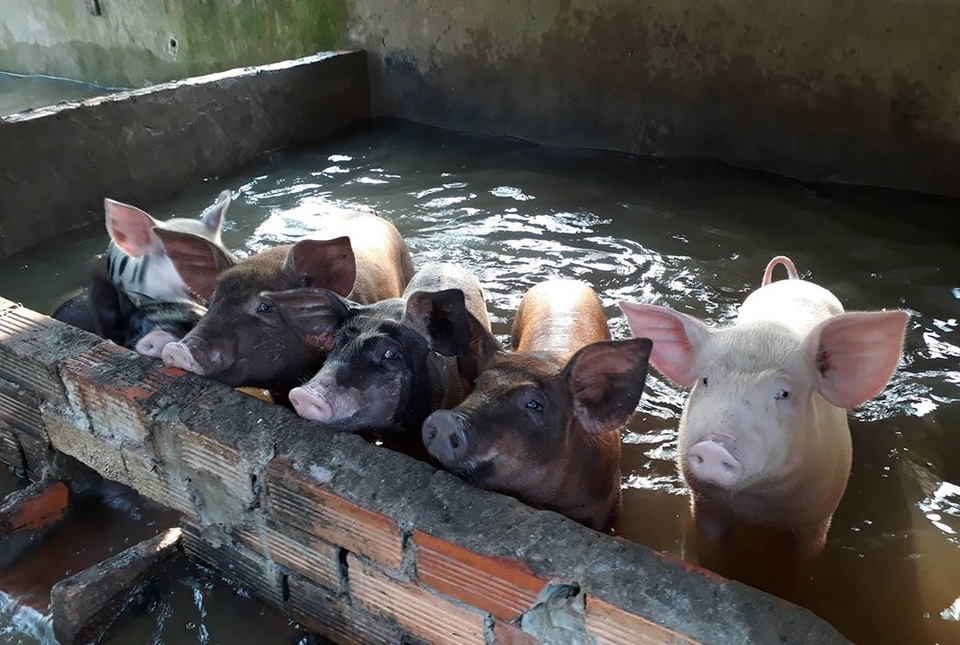 Hàng chục hộ dân khốn khổ vì triều cường, nước lũ - 2 Hàng chục hộ dân khốn khổ vì triều cường, nước lũ - 2