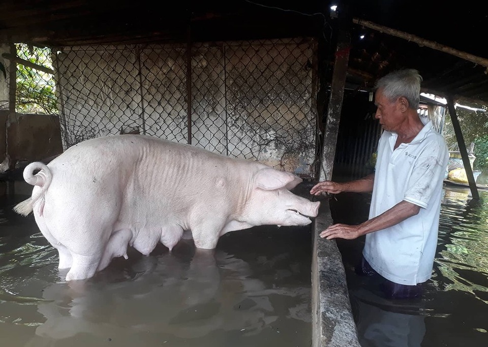 Hàng chục hộ dân khốn khổ vì triều cường, nước lũ - 3 Cây trồng, vật nuôi của người dân bị ngập do triều cường dâng cao