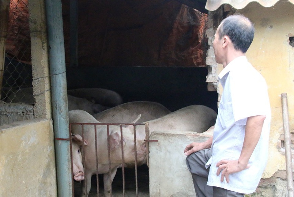 Sau cơn "bão giá", lợn ăn cả...nhà, ăn cả "sổ đỏ" - 1 Sau thời gian giá xuống, đến nay giá lợn hơi đã tiến triển, nhưng việc tái đàn cũng khá khó khăn