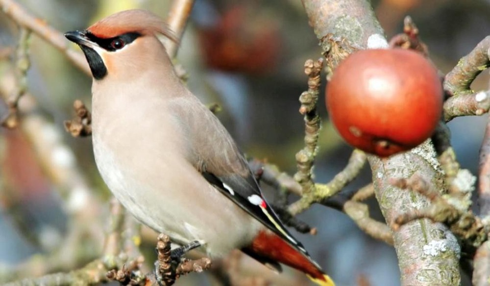 Chuyện lạ: Chim “say sưa” làm loạn trên phố - 1 Những chú chim “say” tại Mỹ được cho là do ăn quá nhiều quả mọng lên men sớm.