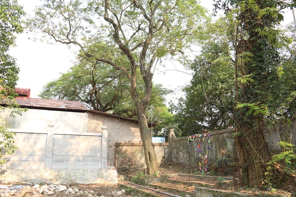 Cận cảnh cây sưa trăm tỷ đồng sắp được mang đấu giá ở Hà Nội - 2 Cây sưa đỏ quý nằm trong khuôn viên chùa làng của thôn Phụ Chính (xã Hòa Chính, huyện Chương Mỹ, Hà Nội). Cây được xác định có tuổi đời vào khoảng 130 năm, cao 8m với đường kính 1m. Xung quanh chuyện mua bán cây sưa này đến nay vẫn tồn tại những câu chuyện ly kỳ.