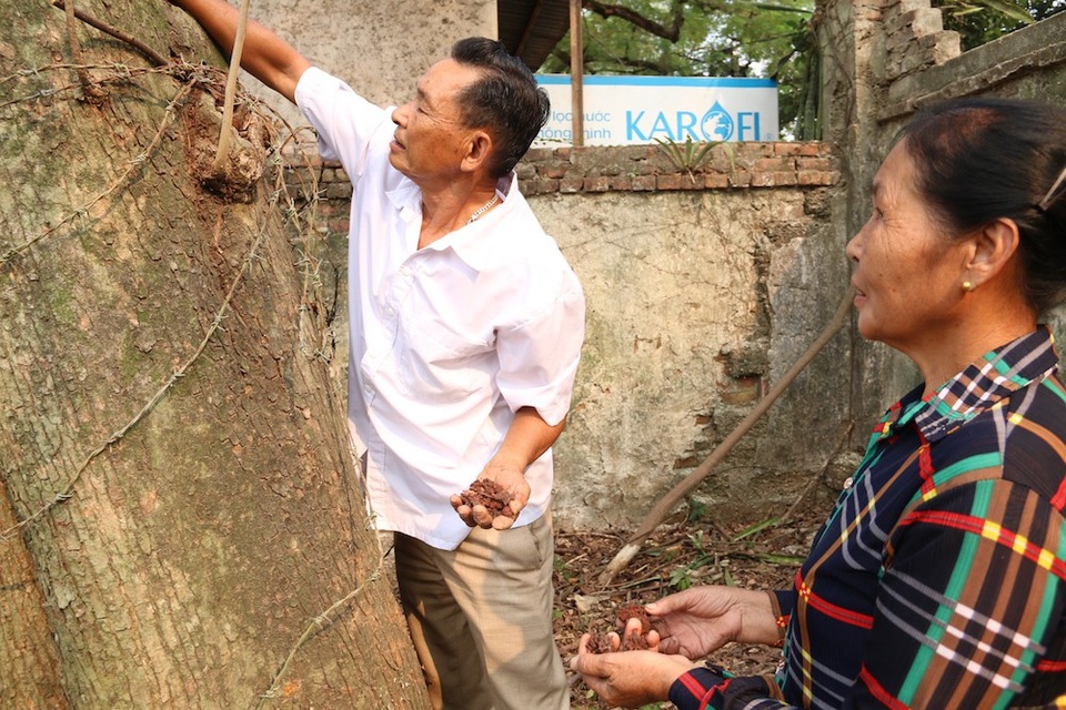 Cận cảnh cây sưa trăm tỷ đồng sắp được mang đấu giá ở Hà Nội - 6 Vào thời điểm gỗ sưa đắt đỏ, cây sưa từng được trả giá là 26 triệu/kg tương đương trên 100 tỷ đồng. Tuy nhiên, theo ông Ngợi, ở thời điểm hiện tại giá gỗ sưa chững chỉ khoảng 12 triệu đồng/kg, tương đương khoảng 50 tỷ.