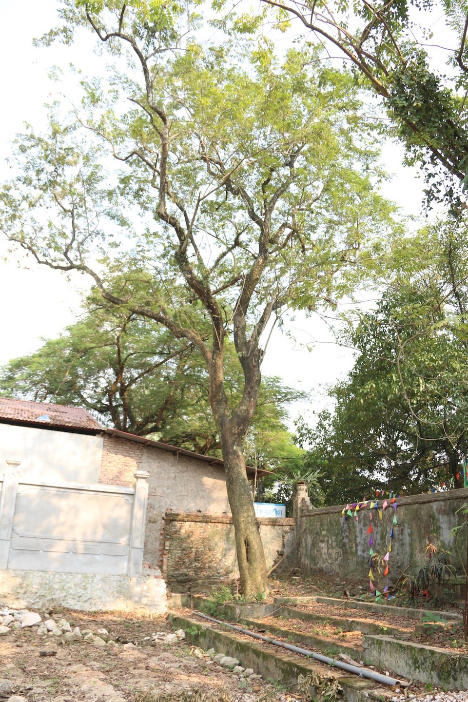 Cận cảnh cây sưa trăm tỷ đồng sắp được mang đấu giá ở Hà Nội - 11 Ngoài cây sưa đỏ quý, trong khuôn viên chùa làng thôn Phụ Chính vẫn còn một cây sưa với tuổi đời trên 100 năm tuổi. Cây có 2 nhanh chính, 4 nhánh phụ và được người dân quấn dây thép gai xung quanh gốc để bảo vệ.