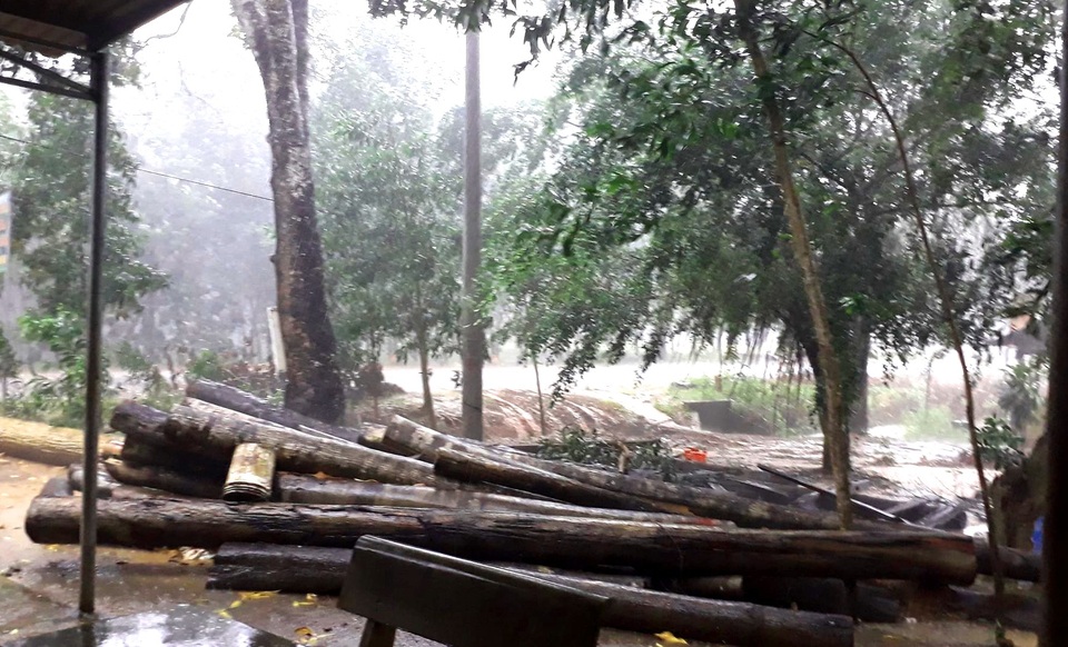 Số gỗ nhỏ các đối tượng chặt phá rừng bỏ lại được thu lực lượng kiểm lâm đang tạm giữ.