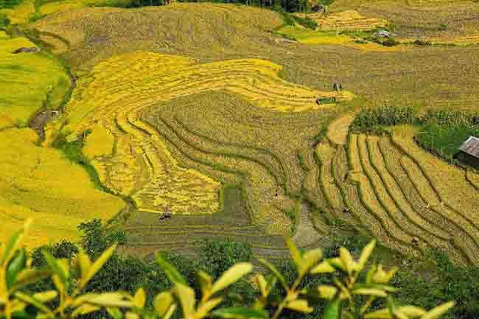 Y Tý mùa vàng - thắng cảnh ngoạn mục đất trời Tây Bắc mỗi độ Thu sang - 16