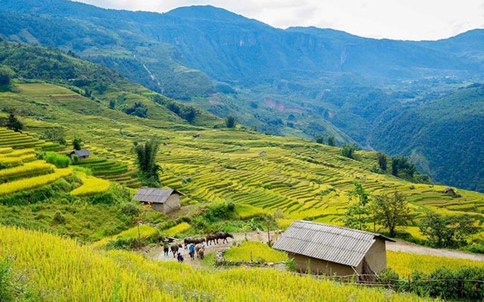 Y Tý mùa vàng - thắng cảnh ngoạn mục đất trời Tây Bắc mỗi độ Thu sang - 3